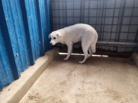 고흥군임시보호센터_446488202300309